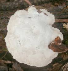 Attēlu rezultāti vaicājumam “Trametes suaveolens”