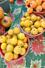 Attēlu rezultāti vaicājumam “Crepis tectorum fruit”