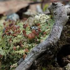 Attēlu rezultāti vaicājumam “Baeomyces rufus”