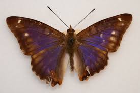 Attēlu rezultāti vaicājumam “Apatura iris male”