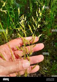 Attēlu rezultāti vaicājumam “Glyceria fluitans leaf”