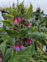 Attēlu rezultāti vaicājumam “Symphytum asperum leaf”