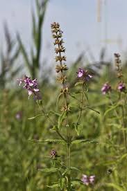 Attēlu rezultāti vaicājumam “Stachys palustris”