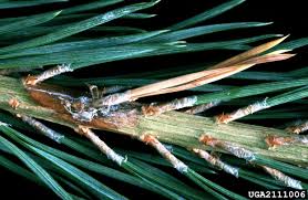 Attēlu rezultāti vaicājumam “Melampsora populnea”