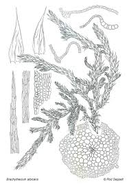 Attēlu rezultāti vaicājumam “Brachythecium albicans”