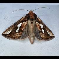 Attēlu rezultāti vaicājumam “Plusia festucae”