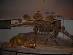 File:Hesperosaurus mjosi skeleton.JPG - Wikipedia, the free ...