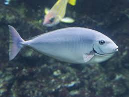 Image result for Naso hexacanthus