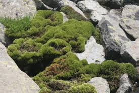 Attēlu rezultāti vaicājumam “Philonotis”