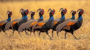 Attēlu rezultāti vaicājumam “Galliformes”