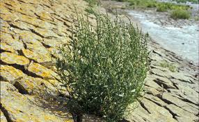 Attēlu rezultāti vaicājumam “Atriplex littoralis”