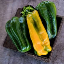 Afbeeldingsresultaat voor baby yellow sweet pepper