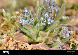 Attēlu rezultāti vaicājumam “Myosotis ramosissima flower”