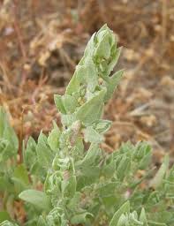 Attēlu rezultāti vaicājumam “Atriplex calotheca”