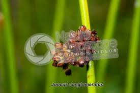 Attēlu rezultāti vaicājumam “Juncus conglomeratus”