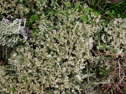 Attēlu rezultāti vaicājumam “Cladonia ramulosa”