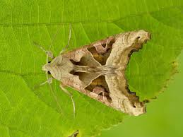 Attēlu rezultāti vaicājumam “Phlogophora meticulosa”