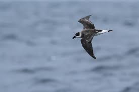 Image result for Pterodroma hasitata