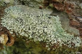 Attēlu rezultāti vaicājumam “Menegazzia terebrata”