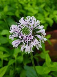 Attēlu rezultāti vaicājumam “Barbeyella minutissima stalked”