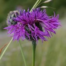 Attēlu rezultāti vaicājumam “Centaurea scabiosa”