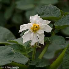Attēlu rezultāti vaicājumam “Solanum tuberosum flower”