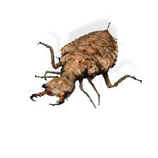 Attēlu rezultāti vaicājumam “Blaps mortisaga”