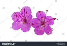 Attēlu rezultāti vaicājumam “Geranium bohemicum flower”
