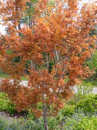 Attēlu rezultāti vaicājumam “Acer pseudosieboldianum”
