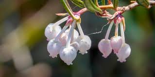 Attēlu rezultāti vaicājumam “Andromeda polifolia fruit”