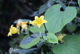 Attēlu rezultāti vaicājumam “Thladiantha dubia”