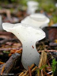 Attēlu rezultāti vaicājumam “Pseudohydnum gelatinosum”