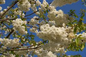 Attēlu rezultāti vaicājumam “Prunus avium flower”