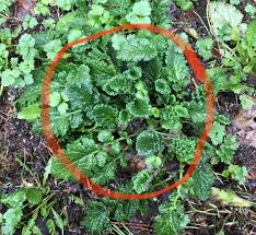 Attēlu rezultāti vaicājumam “Jacobaea vulgaris leaf”