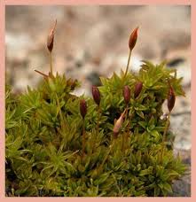 Attēlu rezultāti vaicājumam “Pottiales”