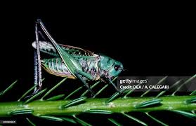 Attēlu rezultāti vaicājumam “Decticus verrucivorus”