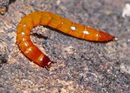 Attēlu rezultāti vaicājumam “Elateridae larva”
