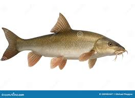 Image result for Barbus barbus