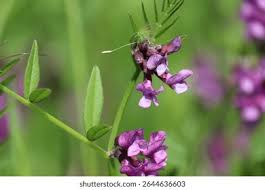 Attēlu rezultāti vaicājumam “Vicia sepium leaf”