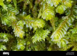 Attēlu rezultāti vaicājumam “Plagiochila porelloides”