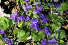 Image result for Viola odorata
