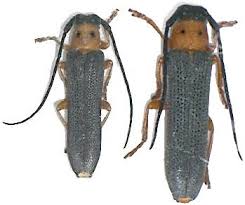 Attēlu rezultāti vaicājumam “Oberea oculata”