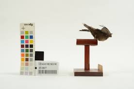 Image result for Chaetura pelagica