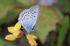 Attēlu rezultāti vaicājumam “Plebejus argus / Plebejus idas”