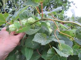Attēlu rezultāti vaicājumam “Humulus lupulus fruit”