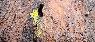 Attēlu rezultāti vaicājumam “Didymium crustaceum plasmodium”