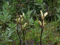 Attēlu rezultāti vaicājumam “Pedicularis sceptrum-carolinum”