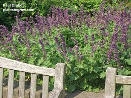 Attēlu rezultāti vaicājumam “Salvia verticillata”