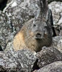 Image result for viscacha
