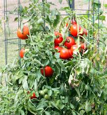 Afbeeldingsresultaat voor earl faux tomato